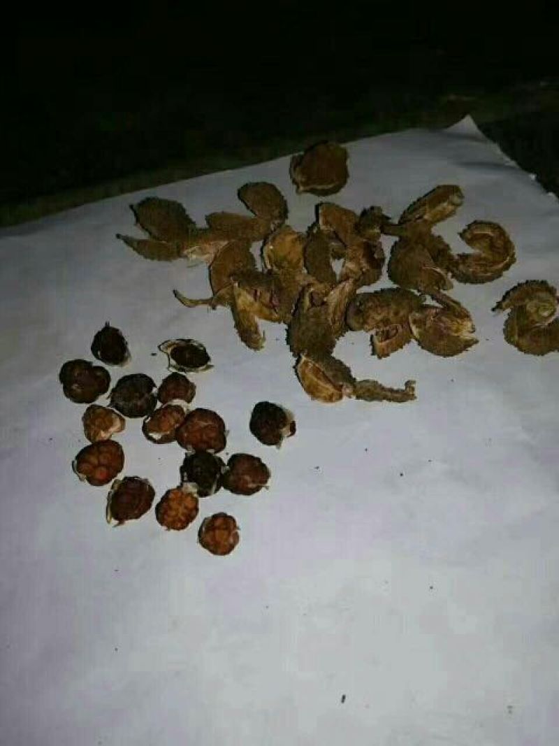 砂仁壳砂统国产