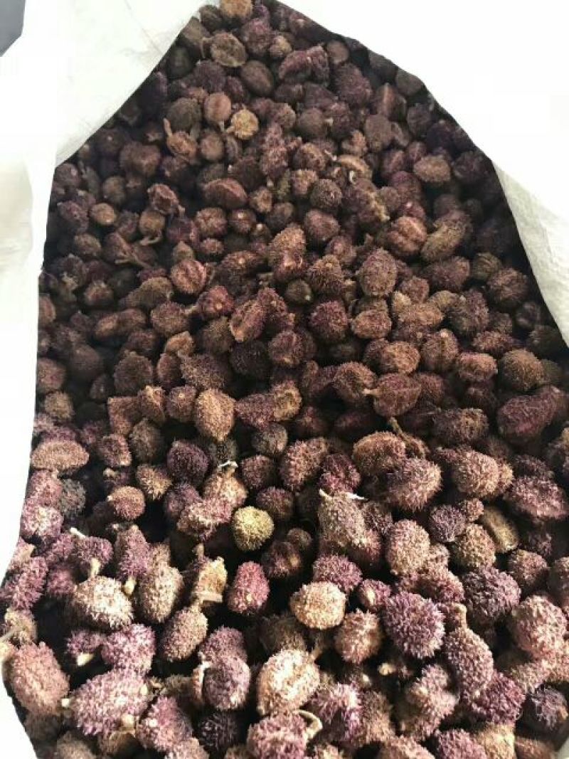 砂仁壳砂统国产