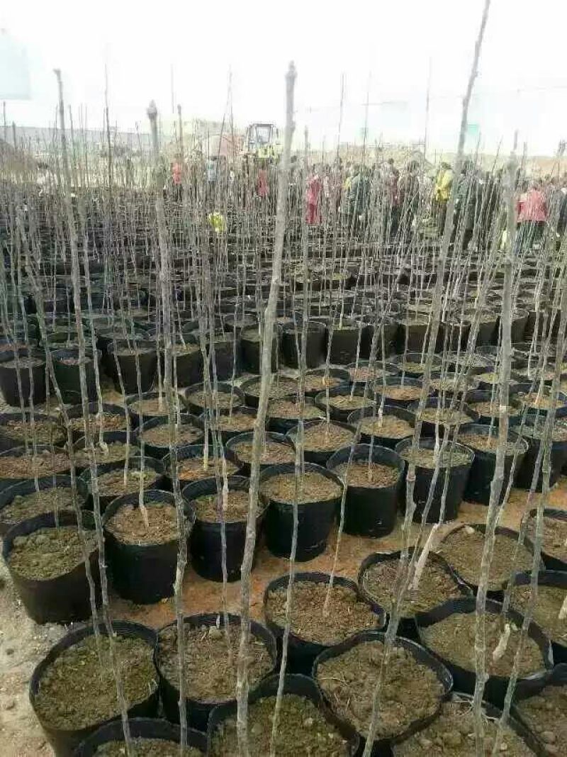 营养钵育苗钵营养碗育苗碗黑碗橘苗专用杯