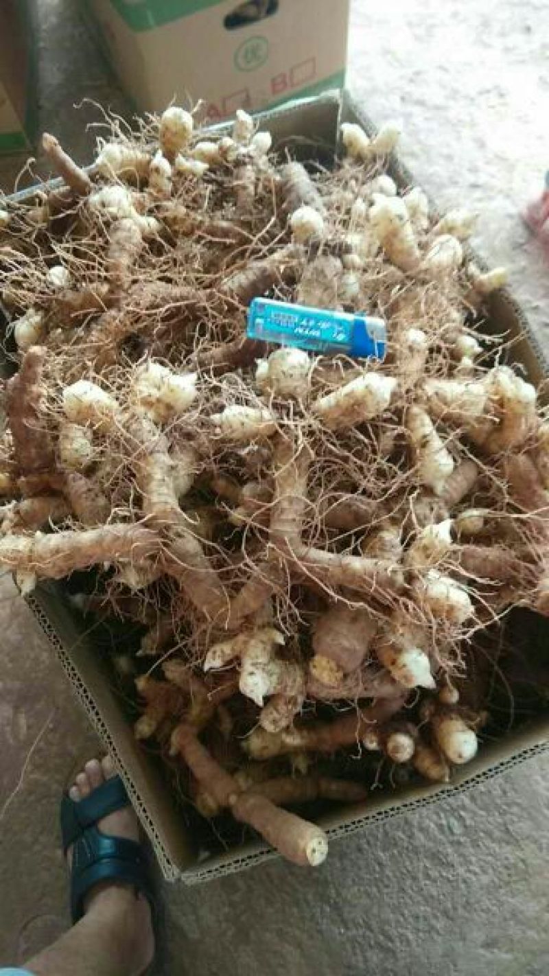 玉竹湿大量新鲜玉竹供应、基地直供