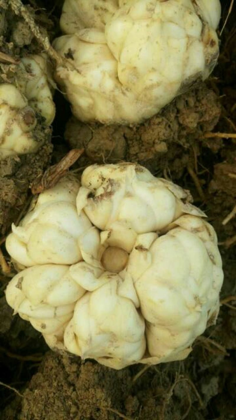食用鲜百合，要的亲可以联系我了