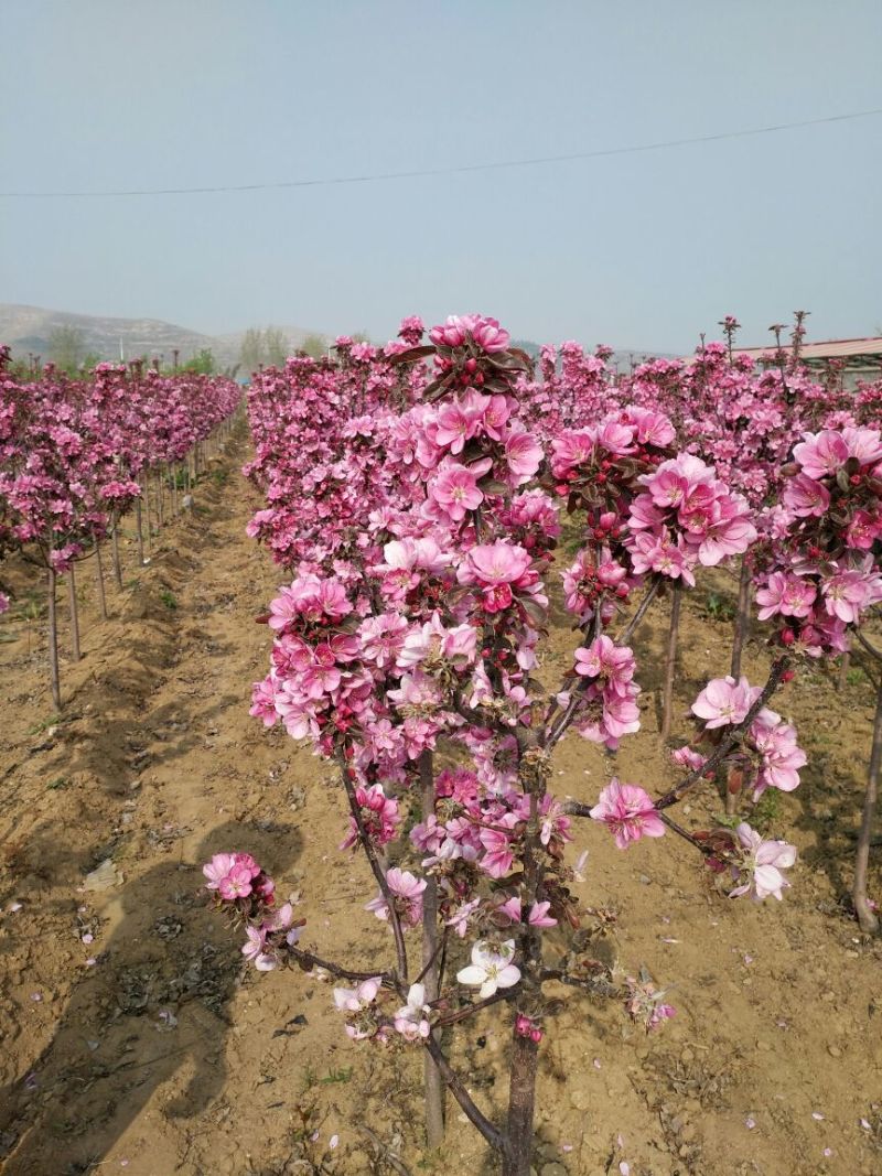 红肉苹果树苗80cm以上
