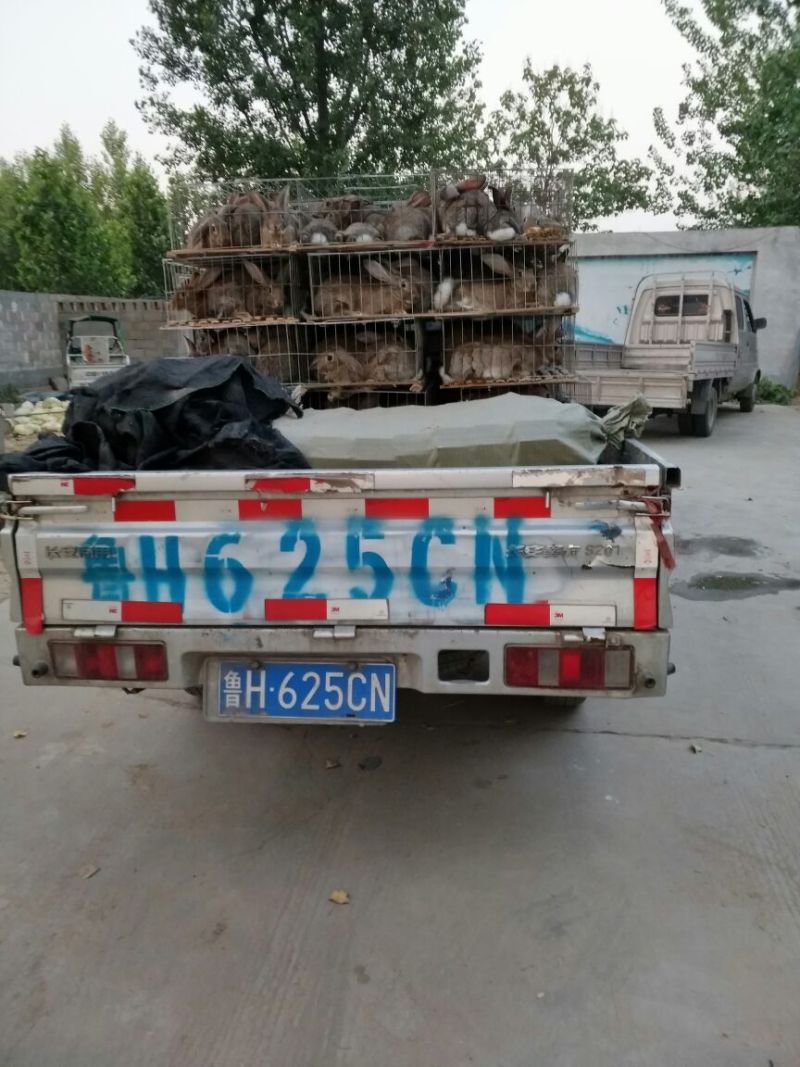 德系獭兔獭兔种兔