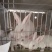 德系獭兔獭兔种兔