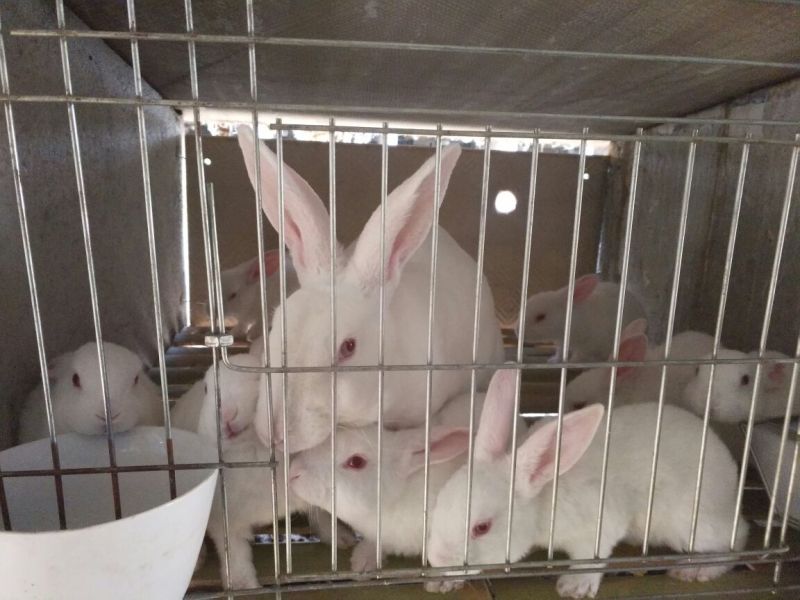 德系獭兔獭兔种兔