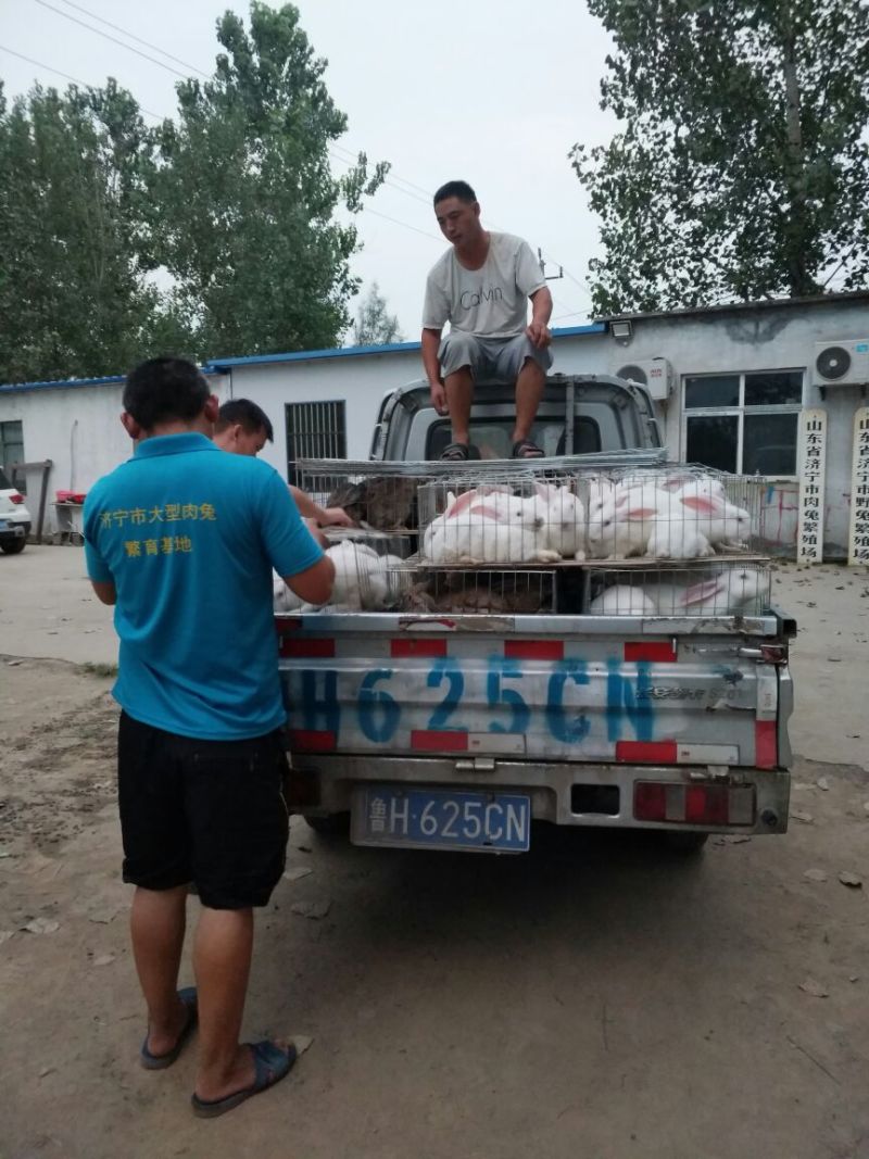 长毛垂耳兔肉兔，獭兔