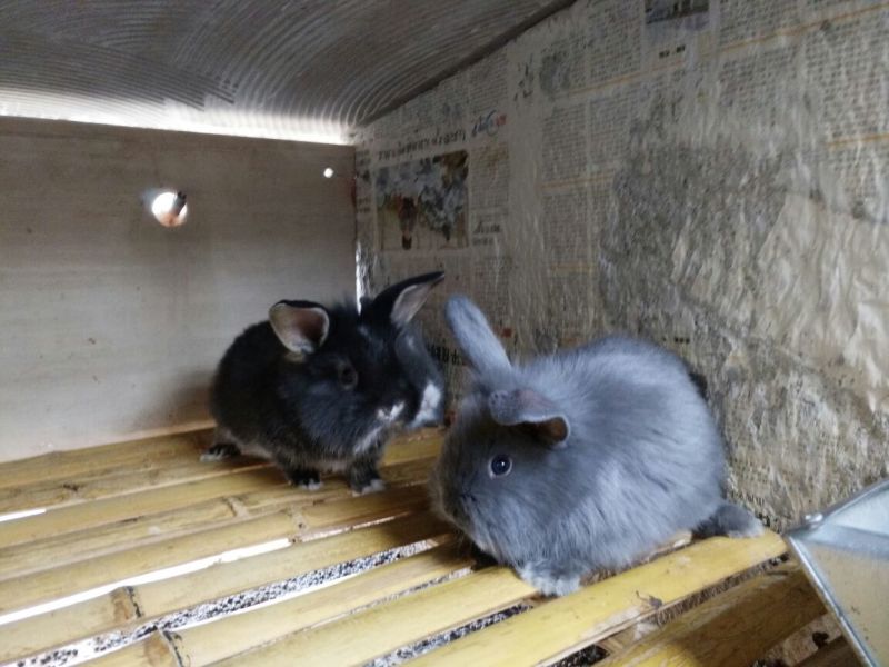 长毛垂耳兔肉兔，獭兔