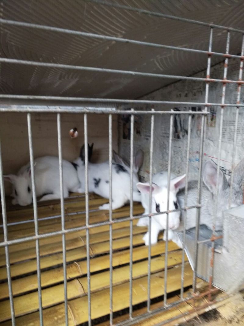 长毛垂耳兔肉兔，獭兔
