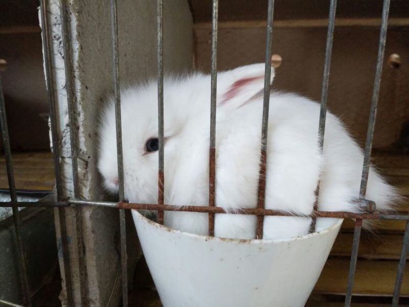 长毛垂耳兔肉兔，獭兔