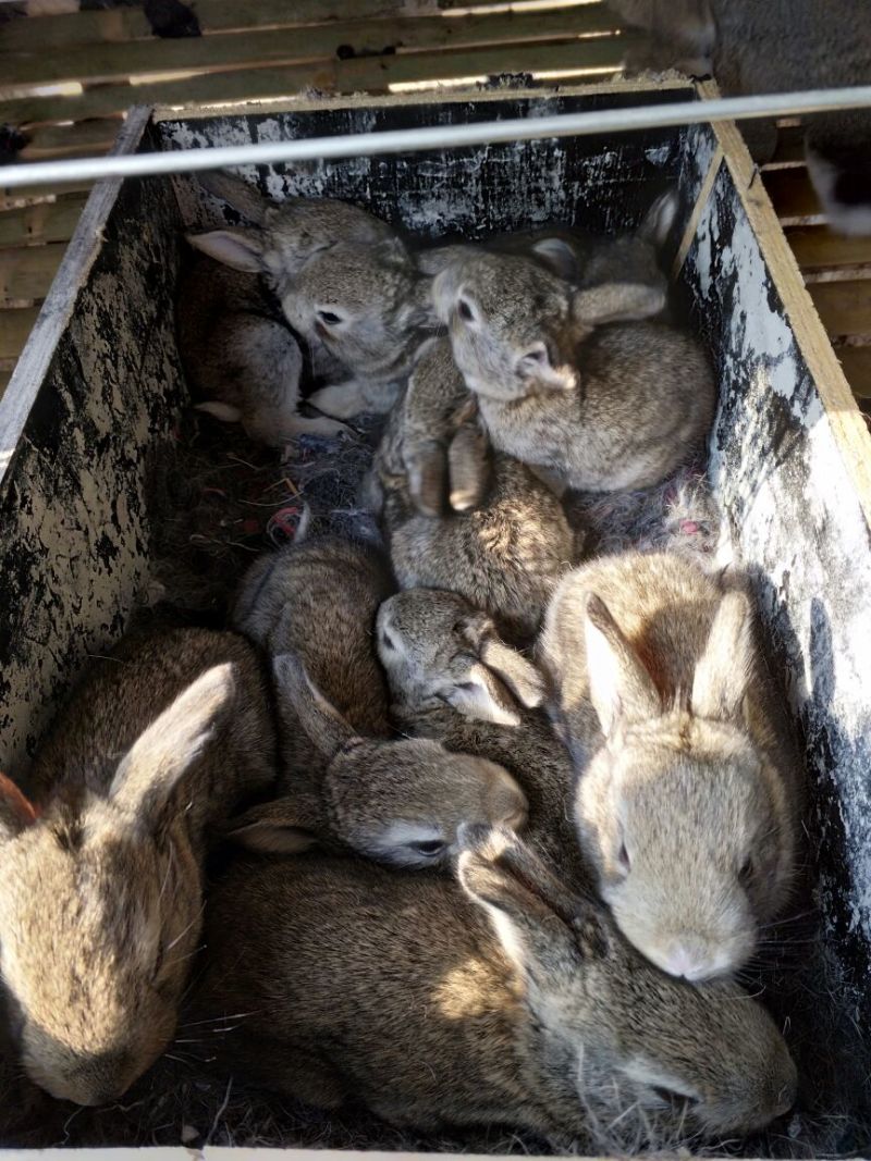 长毛垂耳兔肉兔，獭兔