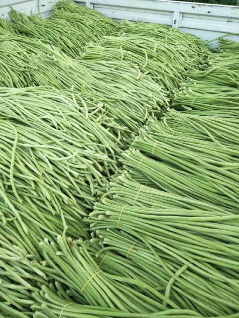 长豆角15厘米以上