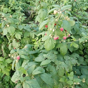 树莓苗30~50cm