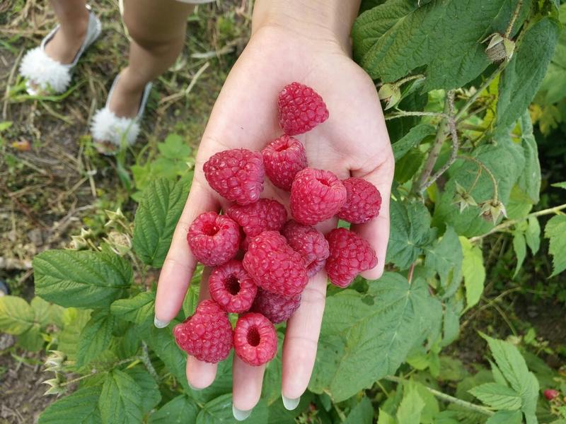 树莓苗30~50cm