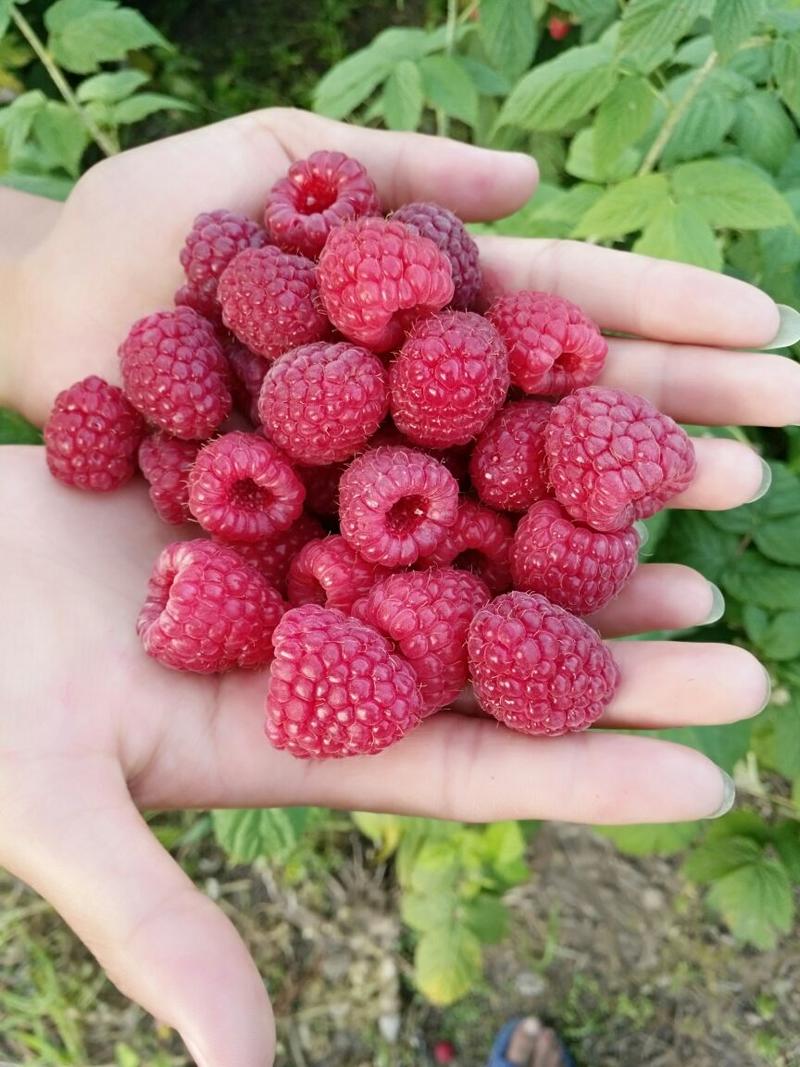 树莓苗30~50cm