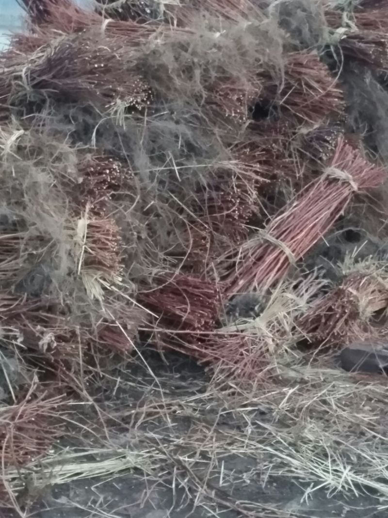 树莓苗30~50cm