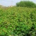 树莓苗30~50cm