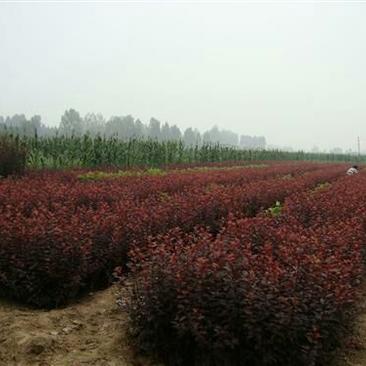红叶李子树苗100~150cm出售各种工程苗
