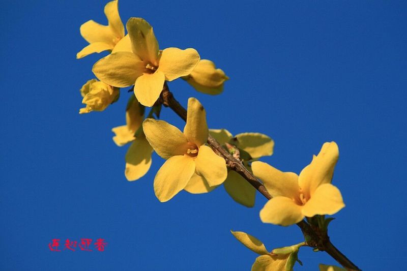 连翘苗30~40cm，供应各种工程苗绿化苗