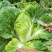 大白菜净菜4~6斤