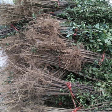 花椒苗大红袍花椒基地