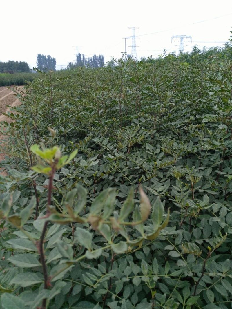 花椒苗大红袍花椒基地