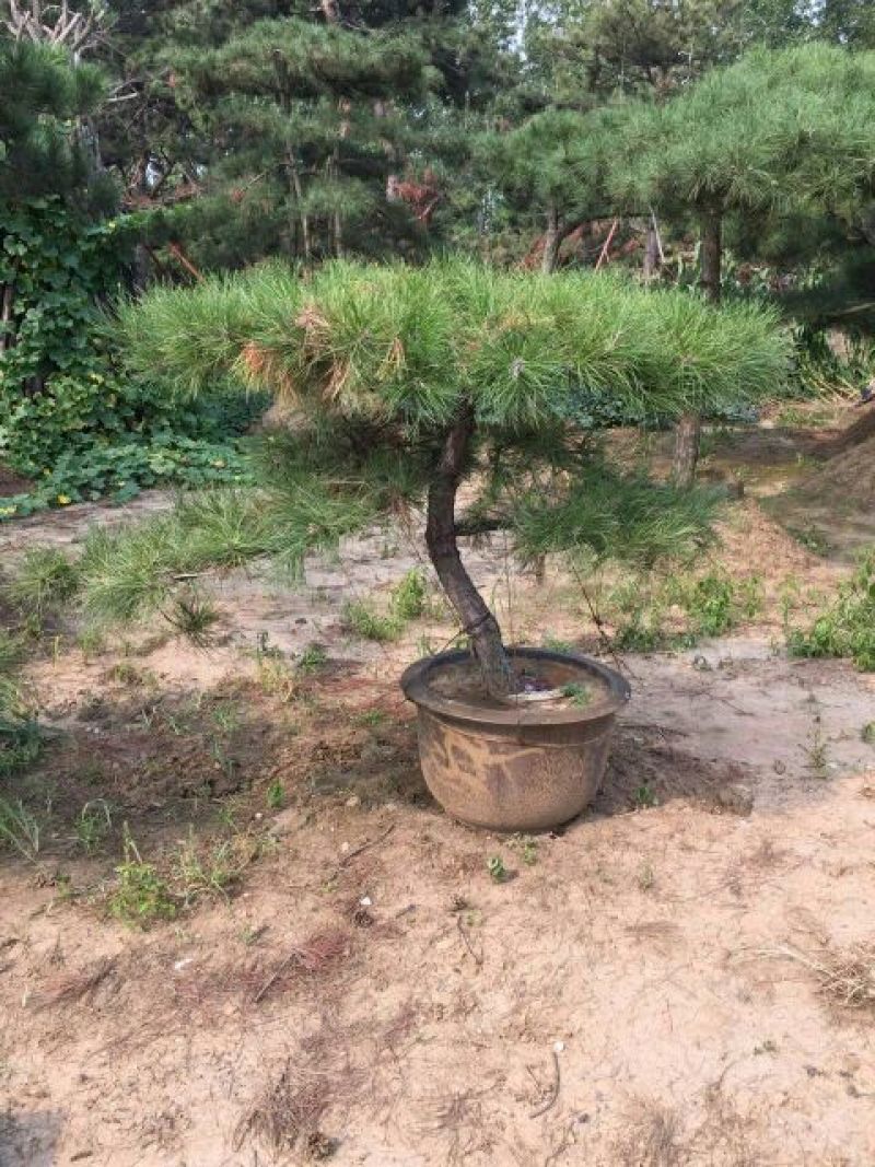 造型松14公分