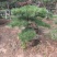 造型松14公分
