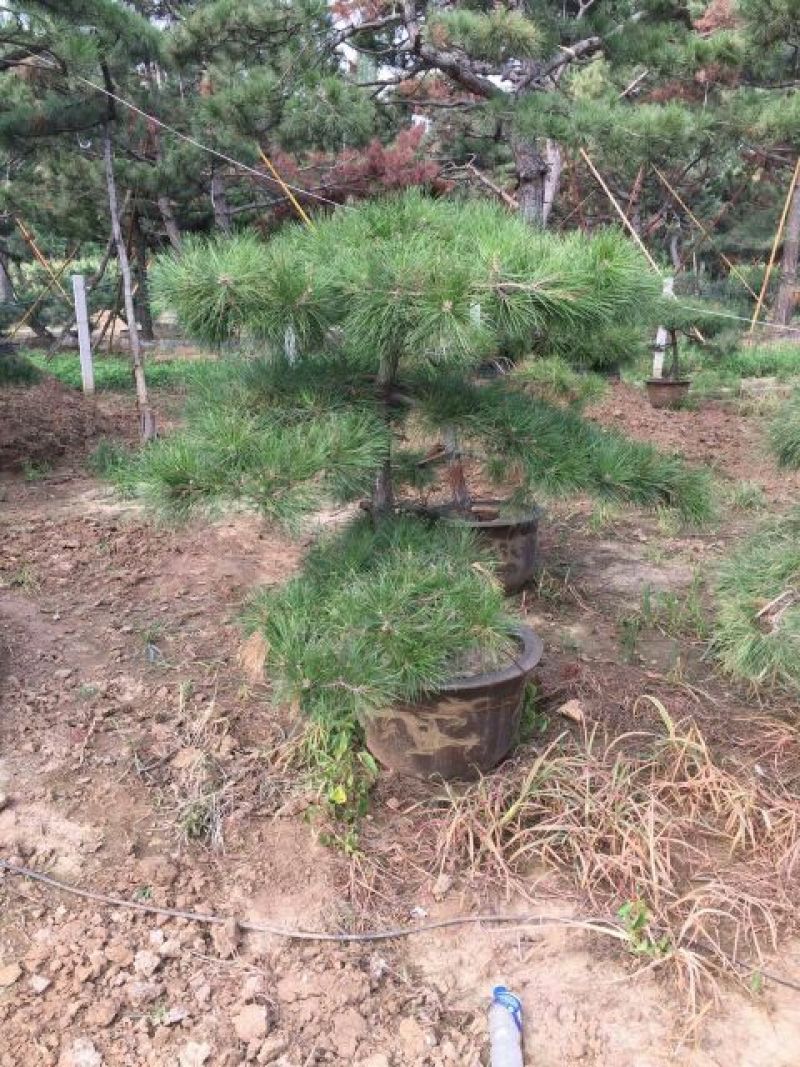 造型松14公分