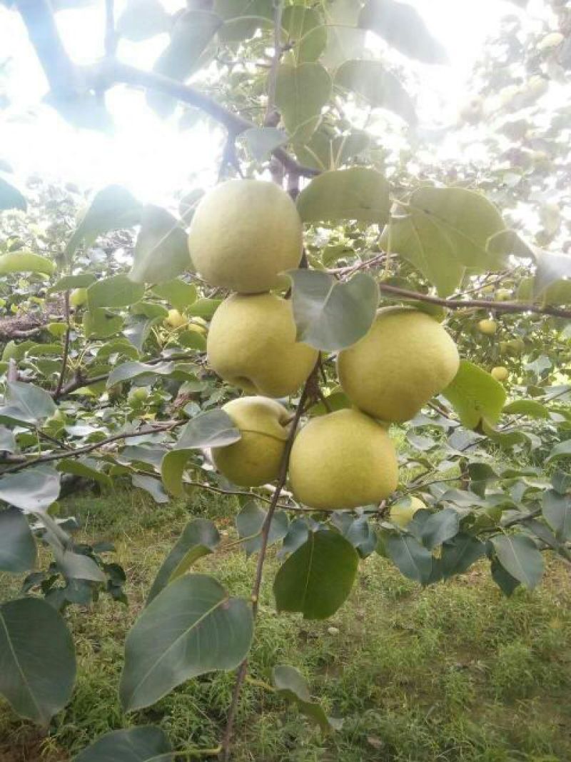 砀山酥梨大量上市产地直销大量供货，货源充足