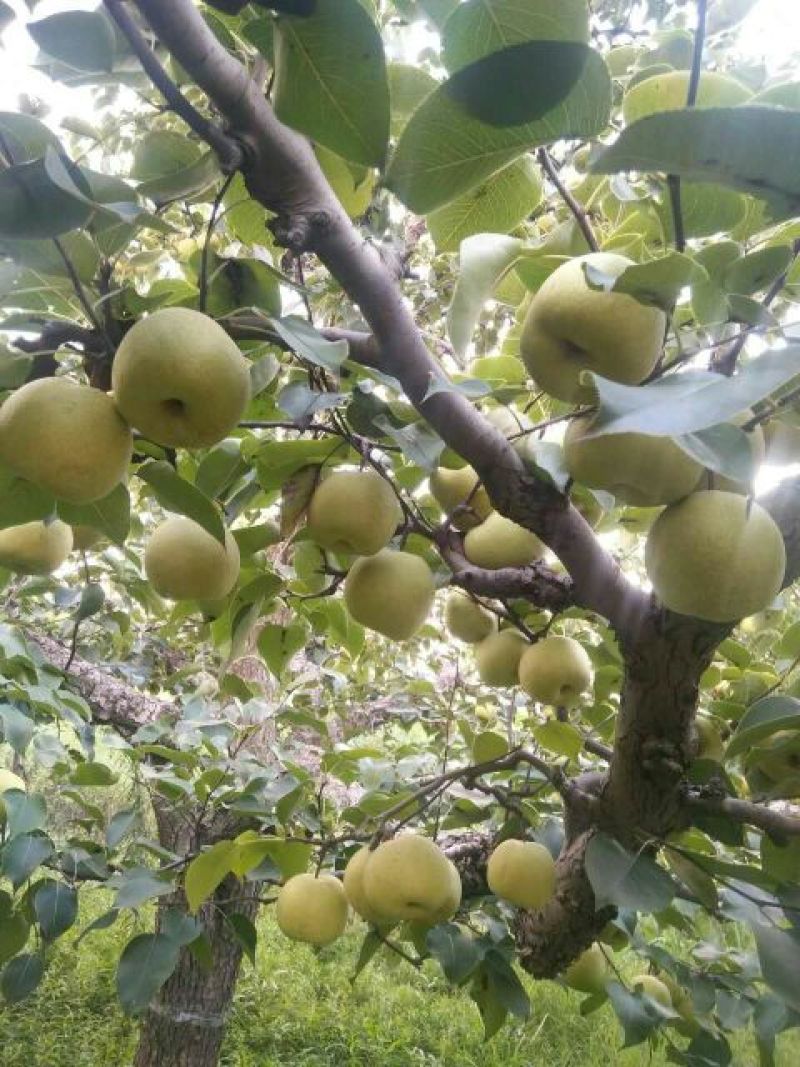 砀山酥梨大量上市产地直销大量供货，货源充足