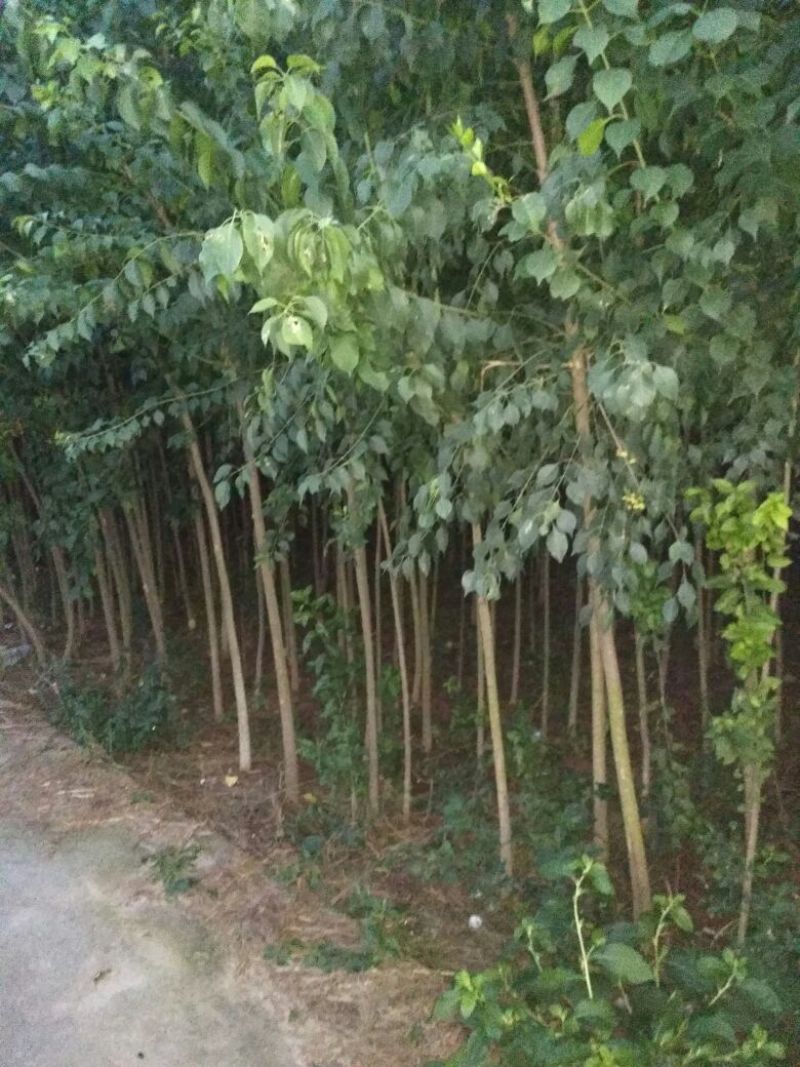 丝绵木10cm以下
