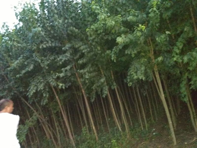 丝绵木10cm以下