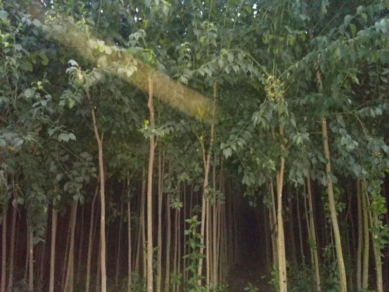 丝绵木10cm以下