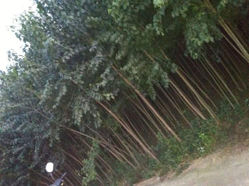丝绵木10cm以下