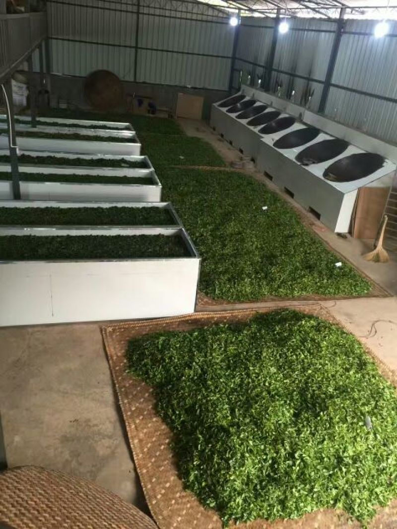 普洱茶一级