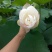 莲蓬5~8cm