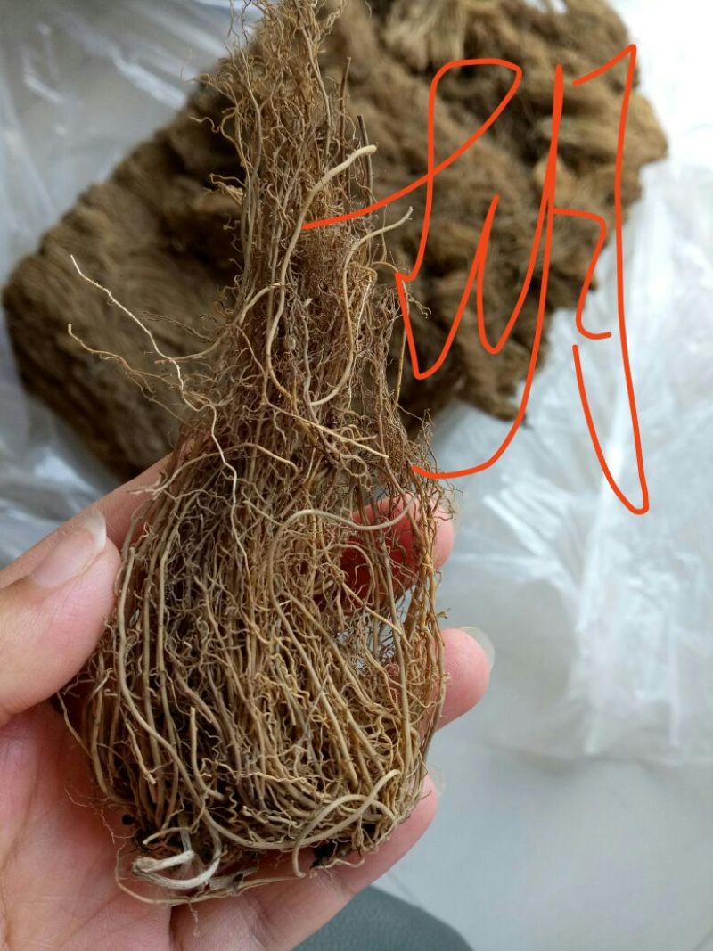 细辛根东北干货量大优惠2斤起包邮