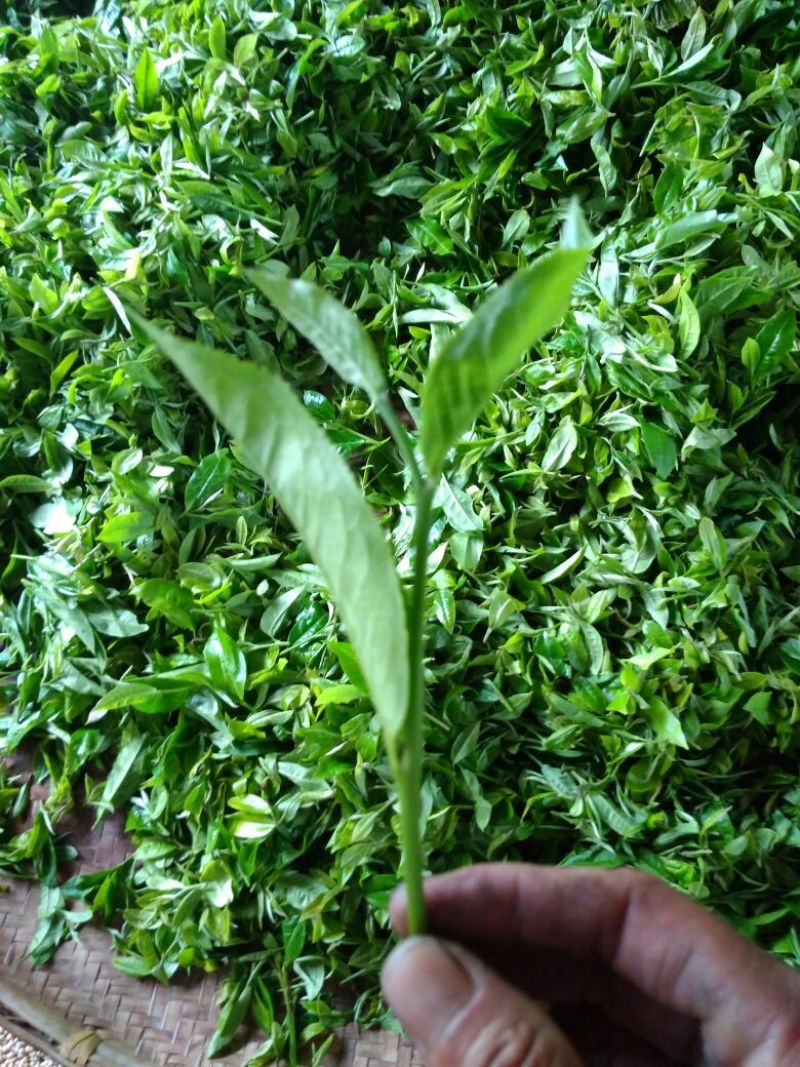 古树普洱茶一级