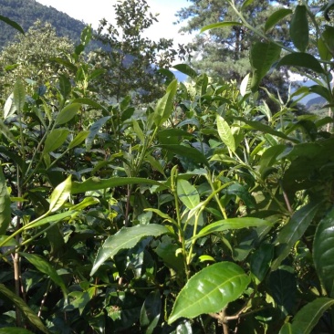 古树普洱茶一级