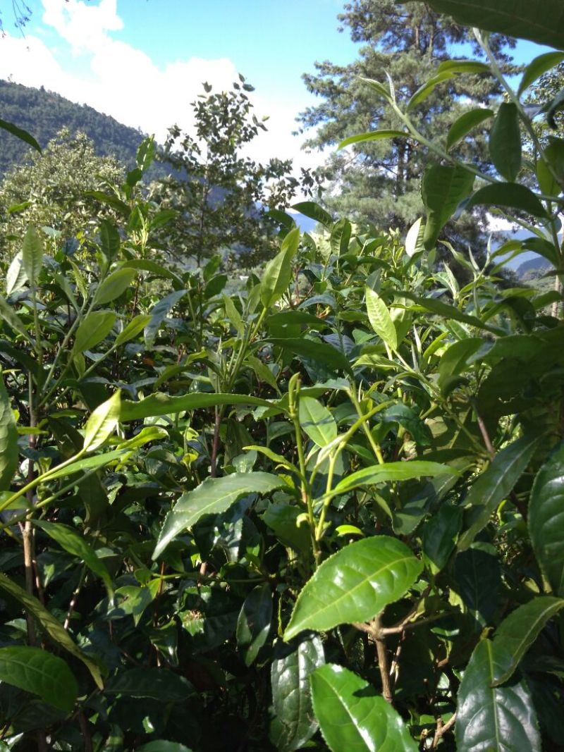 古树普洱茶一级