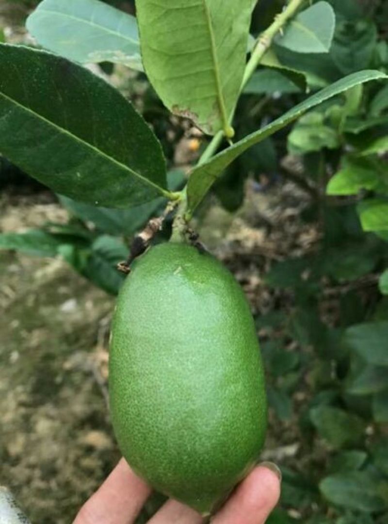 香水柠檬树苗50~80cm