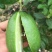 香水柠檬树苗50~80cm
