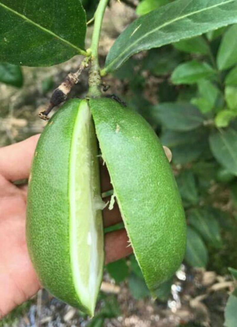 香水柠檬树苗50~80cm
