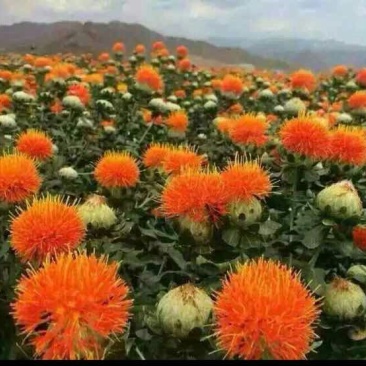 红花精选