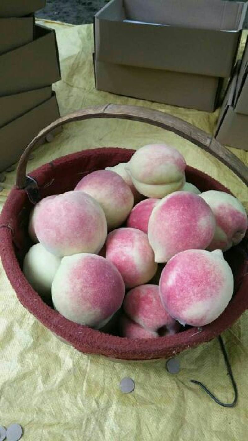 深州蜜桃80mm以上