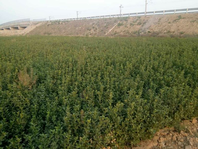 胶州卫矛2cm以下4cm以下0.5~1米