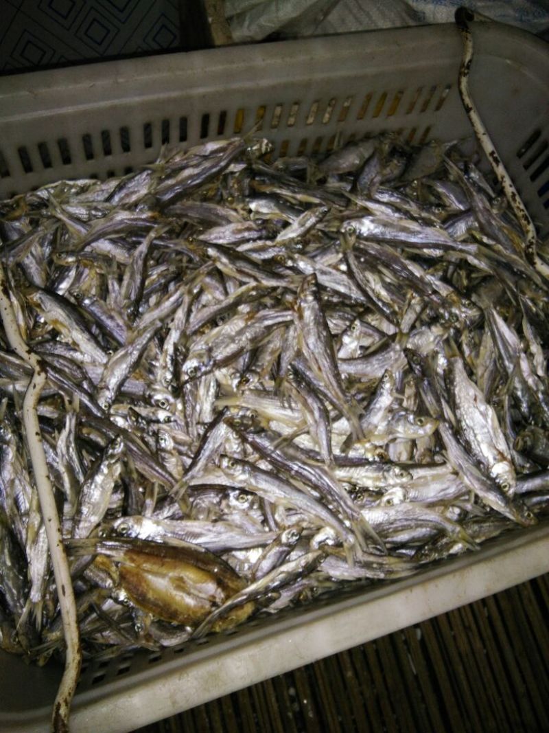 鱼干烤鱼干
