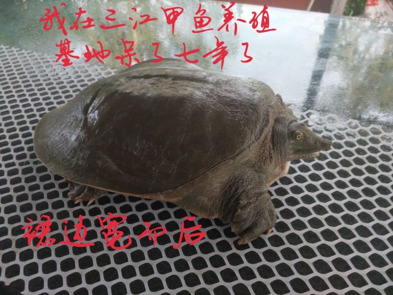 野生甲鱼2.5~3斤