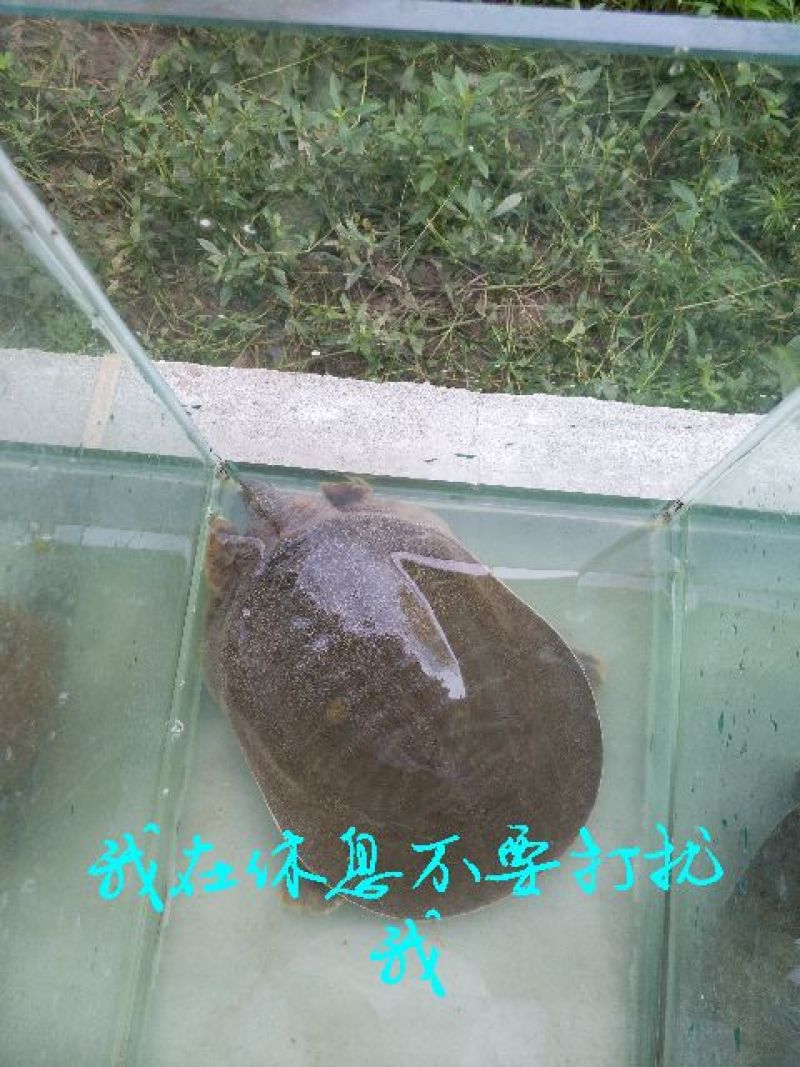 野生甲鱼2.5~3斤