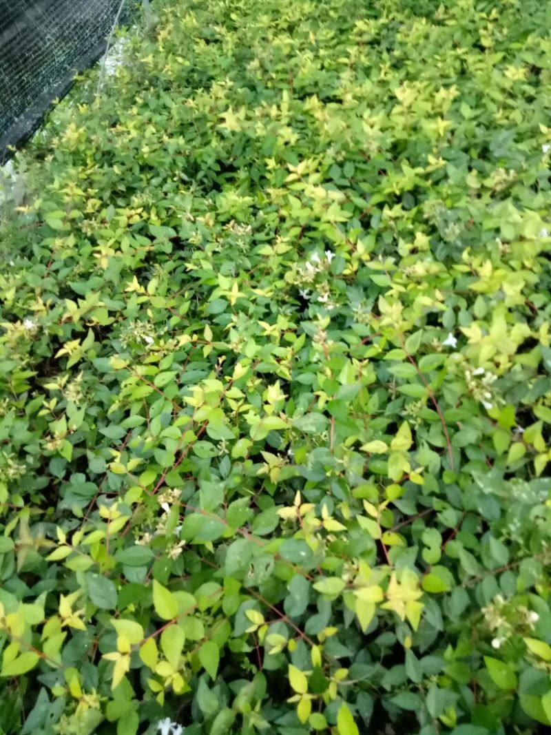 大花六道木4~6cm0.5m以下